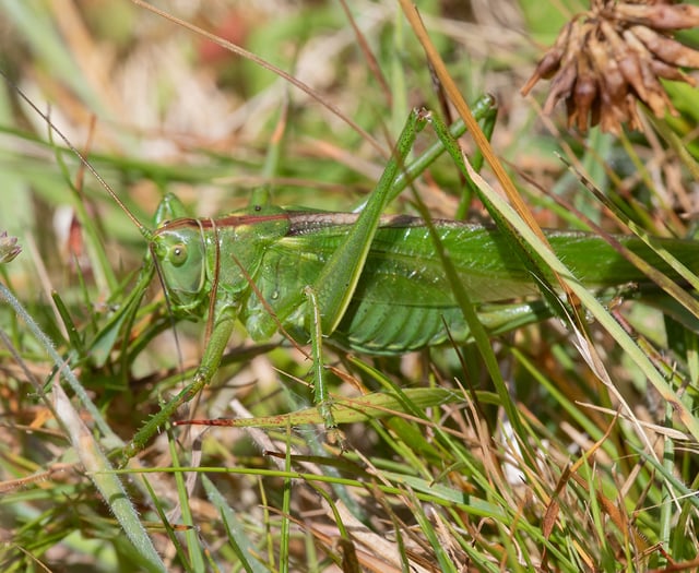 Nature Diary by Geoff Foale | Where the bush-crickets hide