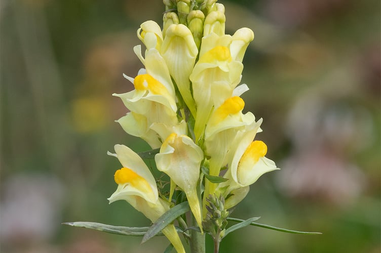 Common Toadflax - Linaria vulgaris - Geoff Foale 