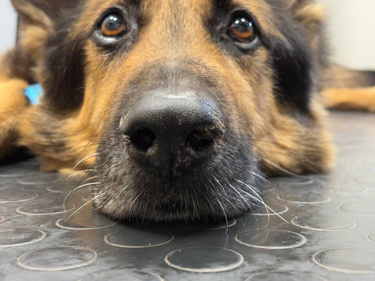 Retired Guide Dog Bear and his sore nose