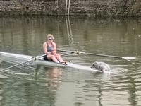 Seal pup surprises rower on River Dart