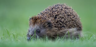 PETA offers £3,000 reward in Plymouth case