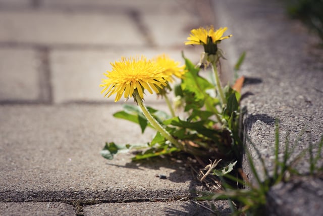 Half of UK councils end pesticide use
