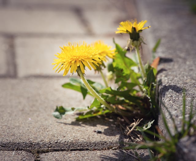Half of UK councils end pesticide use
