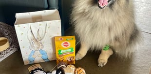 Tails from South Moor Vets | What the Woof!