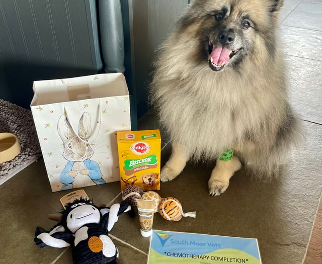 Tails from South Moor Vets | What the Woof!