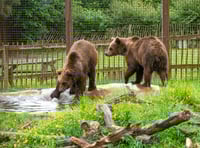 If you go down to the woods today...