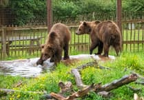 If you go down to the woods today....