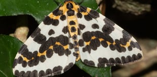 Nature Diary | Insect Life Insights from Geoff Foale