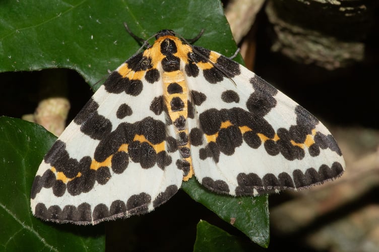 Magpie Moth - Abraxas grossulariata - Geoff Foale 