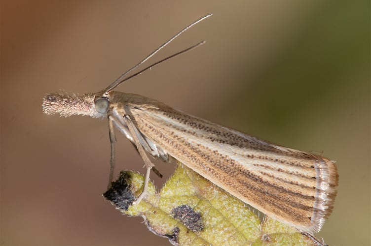 Common Grass-veneer - Agriphila tristella - Geoff Foale