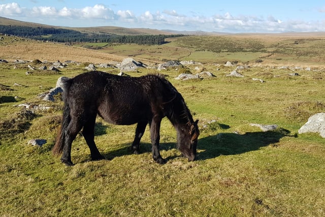 Dartmoor tops list of UK wildlife photography spots by big margin
