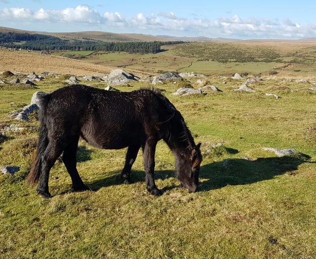 Dartmoor tops list of UK wildlife photography spots by big margin