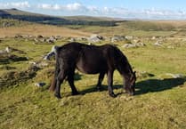 Dartmoor tops list of UK wildlife photography spots by significant margin