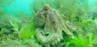 Octopus Blooms off SW coast threaten fishing industry