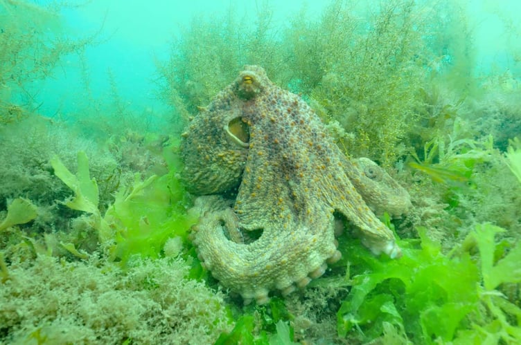 Octopus Image: Dr Keith Hiscock MBE