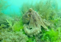 Octopus surge alarms SW fishers