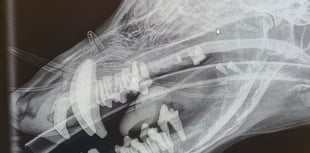 Barry's 'Rubber Jaw' Treated at South Moor