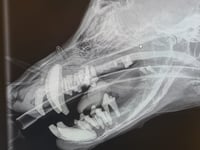 Barry's 'Rubber Jaw' Treated at South Moor