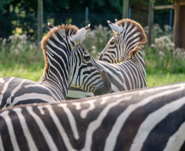 Grant’s Zebras charm visitors at Dartmoor