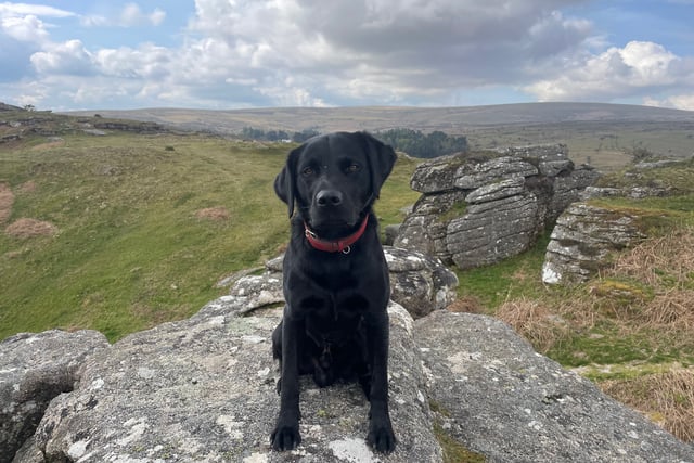 South Moor Vet Alastair Atkinson's dog recovers