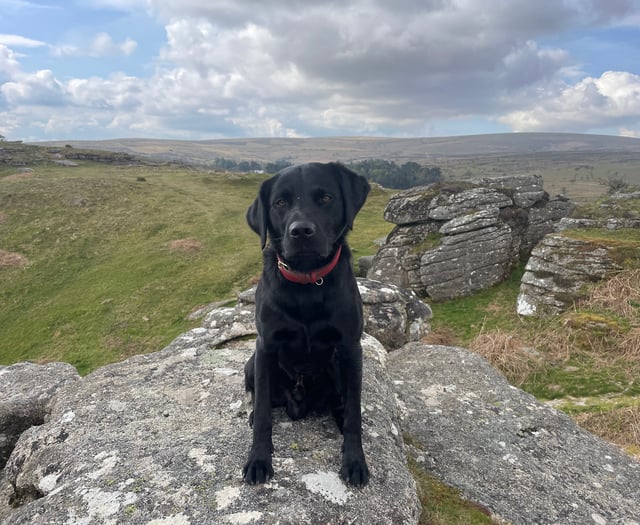 South Moor Vet Alastair Atkinson's dog recovers