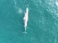 Fin whales and dolphins spotted off Devon