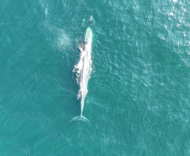 Fin whales and dolphins spotted off Devon