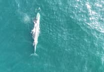 Rare fin whales sighted near Devon