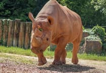 Zoo mourns loss of Mani the Rhino