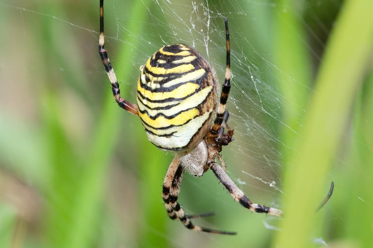 Wasp Spider - Argiope bruennichi - Geoff Foale