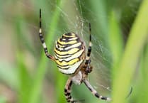 Wasp spiders return to Andrews Wood