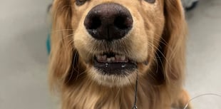 Tails from South Moor | by Veterinarian Lucy Morrison