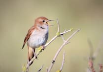 Witnessing Wiltshire's lost wildlife: Richard Jefferies' journey