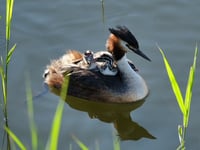 Nature Diary by Mike Hitch | cygnets and grebes thrive at slapton ley