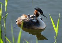 slapton ley's thriving summer: cygnets & grebes