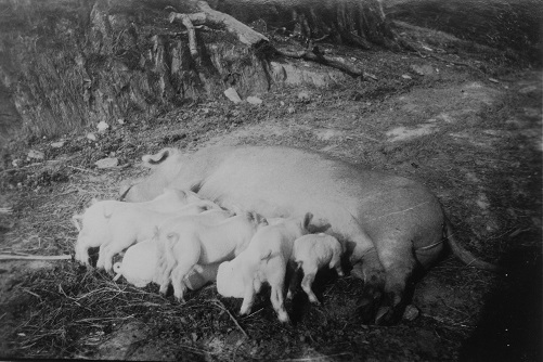 Higher Coombe Farm, East Allington - sow with litter of pigs