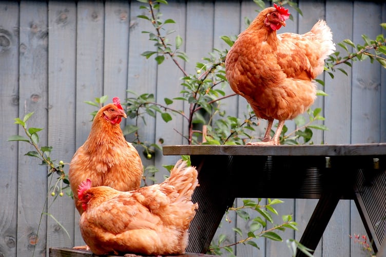 June 2025 - Eleanor Saum - Atilla the Hen, Dolly, Billie, Matilda.