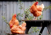 Devon residents urged to adopt hens with British Hen Welfare Trust