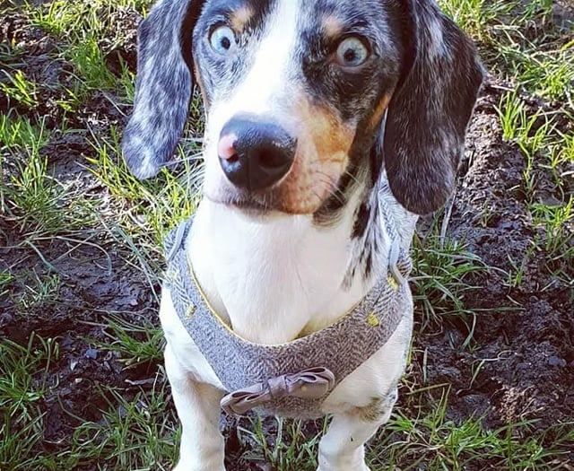 Tails from South Moor by Vet Will McMullan