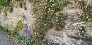 Nature Diary by Mike Hitch | From floods to droughts, nature adapts