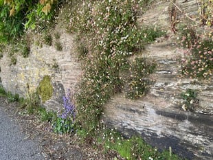 Nature Diary by Mike Hitch | From floods to droughts, nature adapts