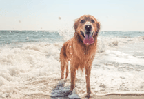 Monitor dog arthritis with new app