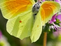 Mike Hitch Nature Diary: The Decline of Swallows and Swifts