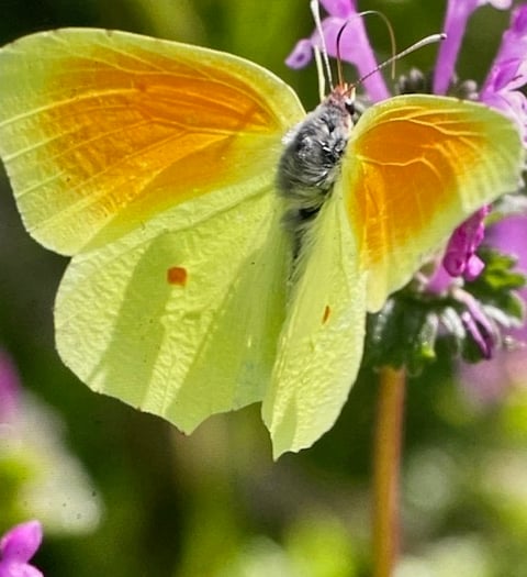 Mike Hitch Nature Diary: The Decline of Swallows and Swifts