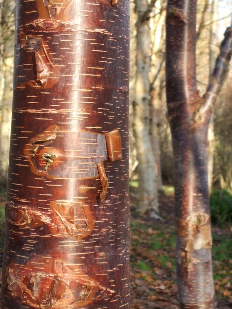 The Himalayan birch Mount Luoji has beautiful bark.