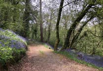 Tesco supports Kingsbridge woodland for kids