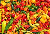 South Devon Chilli Farm leads renewable trend