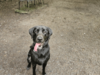 Tails from South Moor | Silly Goose by vet Lilly Cross
