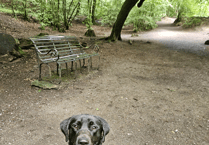 Vet Saves Labrador Goose Twice: Marble and Cork Saga
