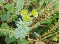Nature Diary by Alice Henderson | Botany on the Beach